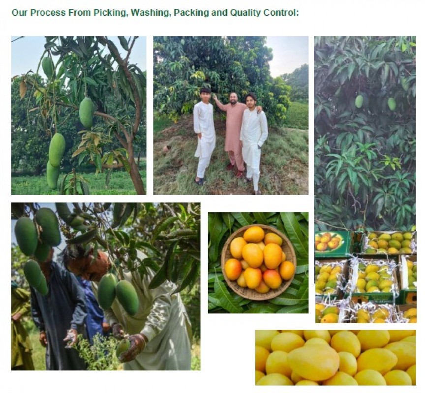 PAKISTANI MANGO (MULTANI MANGO) from Pakistan
